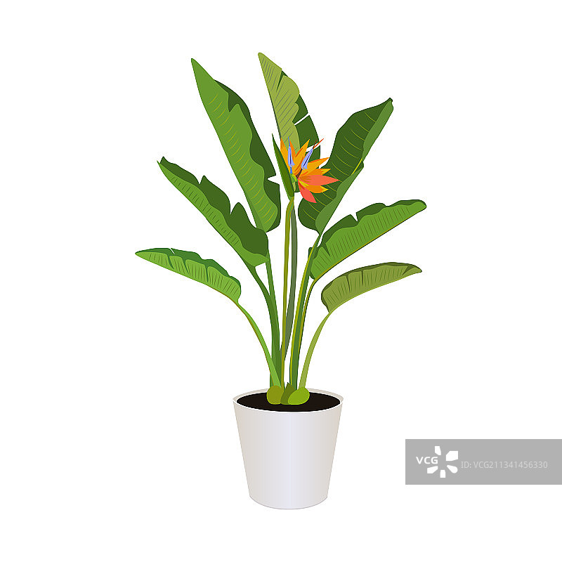 鹤望兰盆栽植物图片素材