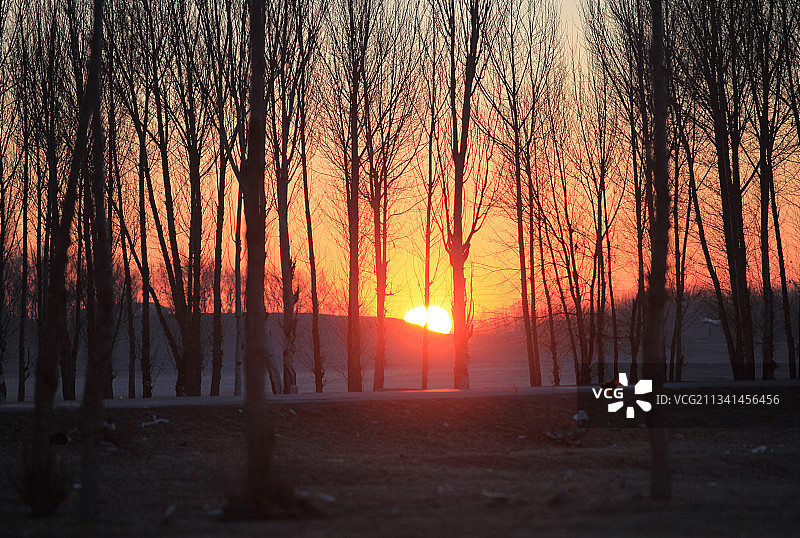 日落时森林中树木的剪影图片素材