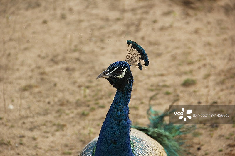 亚拉国家公园斯里兰卡孔雀特写图片素材