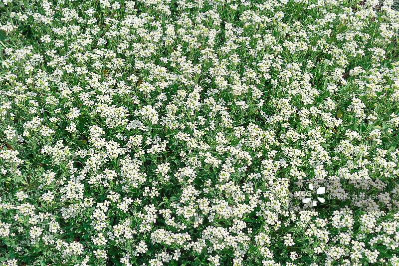 田野上的开花植物特写图片素材
