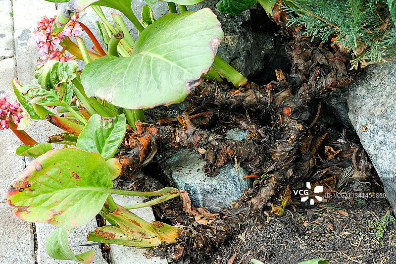 田野中生长的植物高角度视图图片素材