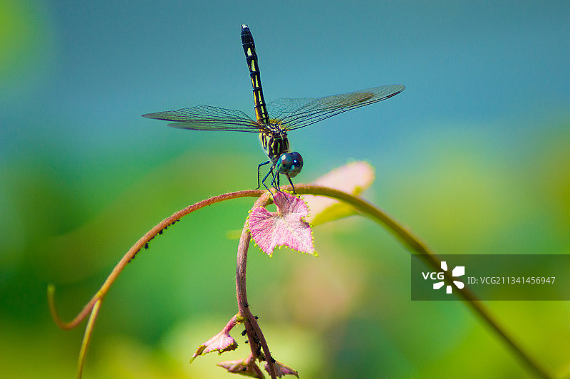 豆娘在植物上的特写镜头图片素材
