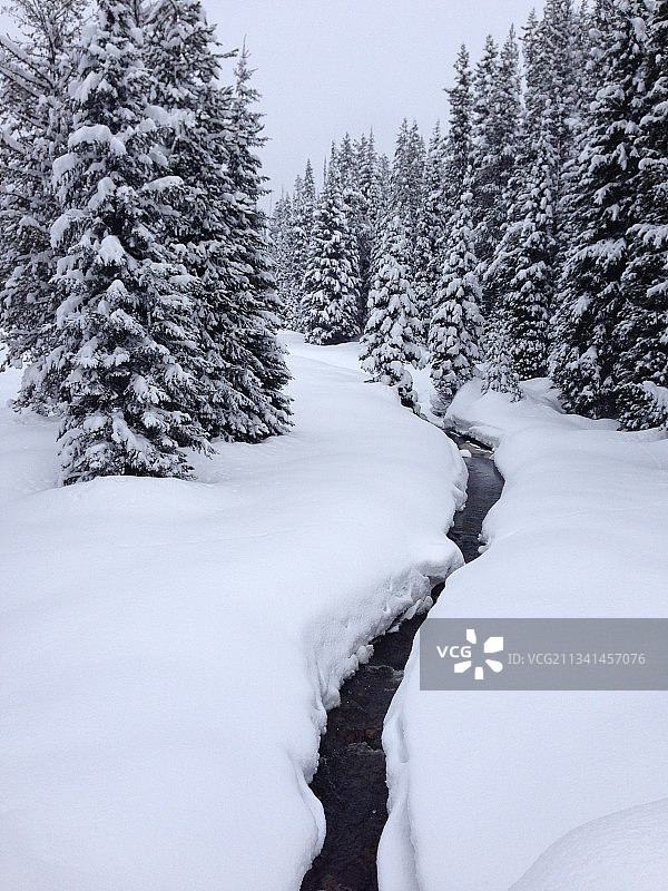 雪上的树木覆盖着大地，映衬着天空图片素材