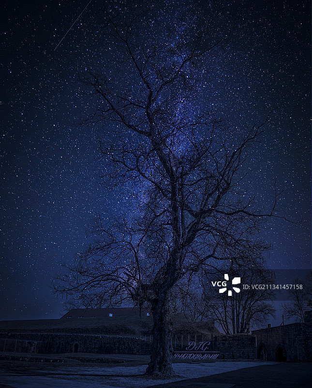 夜晚田野上光秃秃的树的轮廓图片素材