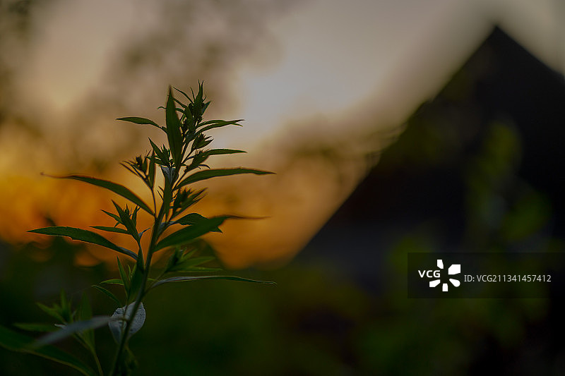 日落时分天空下的植物特写图片素材