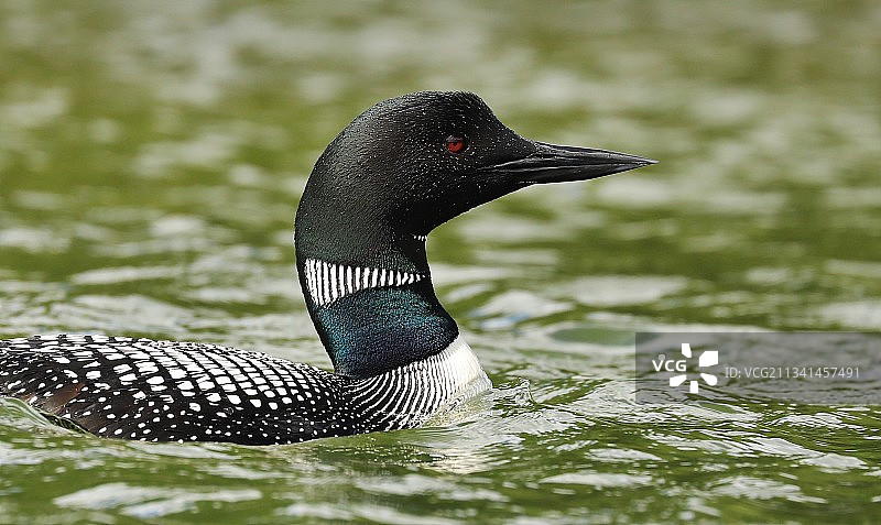 在湖中游泳的水鸭特写图片素材