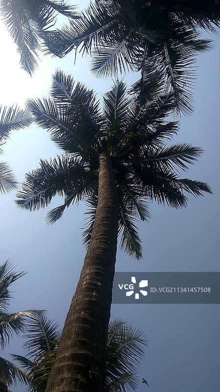 低角度拍摄的棕榈树与晴朗的天空图片素材