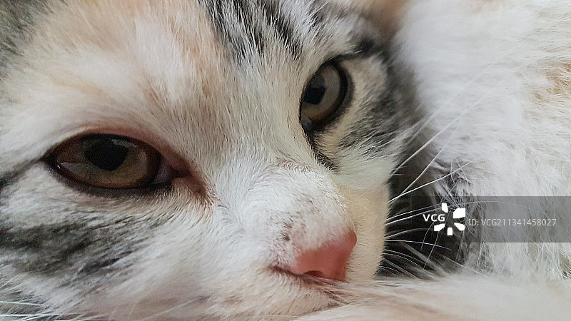 猫的特写肖像图片素材