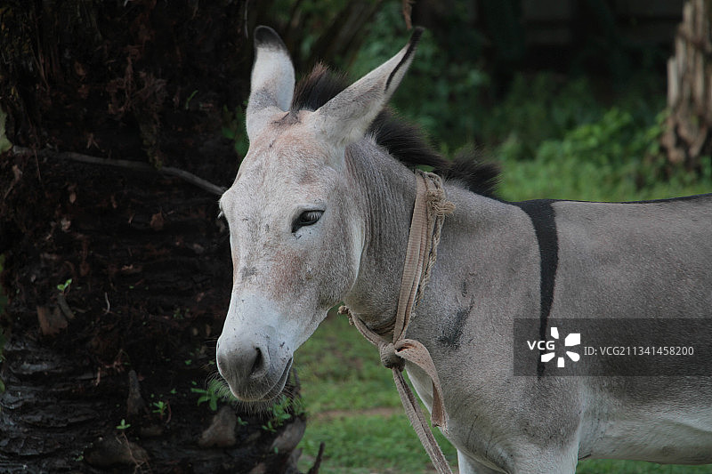 尼日利亚拉各斯，田野上站立的马的侧面图图片素材
