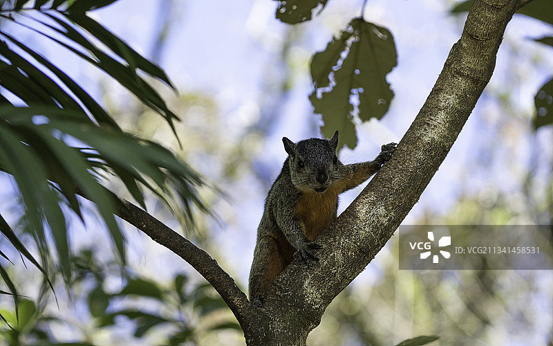 仰视角度拍摄的灰松鼠在哥斯达黎加蓬塔雷纳斯省蒙特维德的树上图片素材