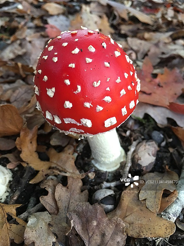 特写的苍蝇木耳在场地上图片素材