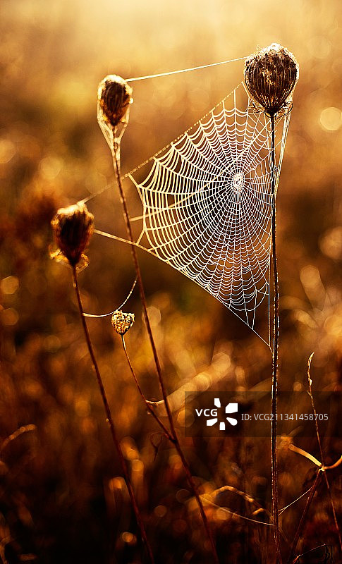 植物上的蜘蛛网特写图片素材