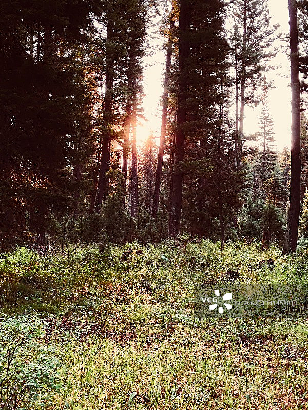 森林里的树木映着天空图片素材