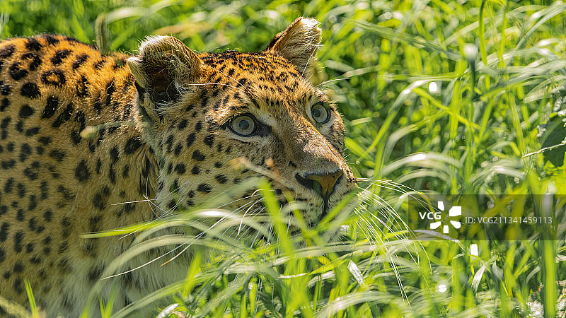 英国田野里豹子的特写图片素材