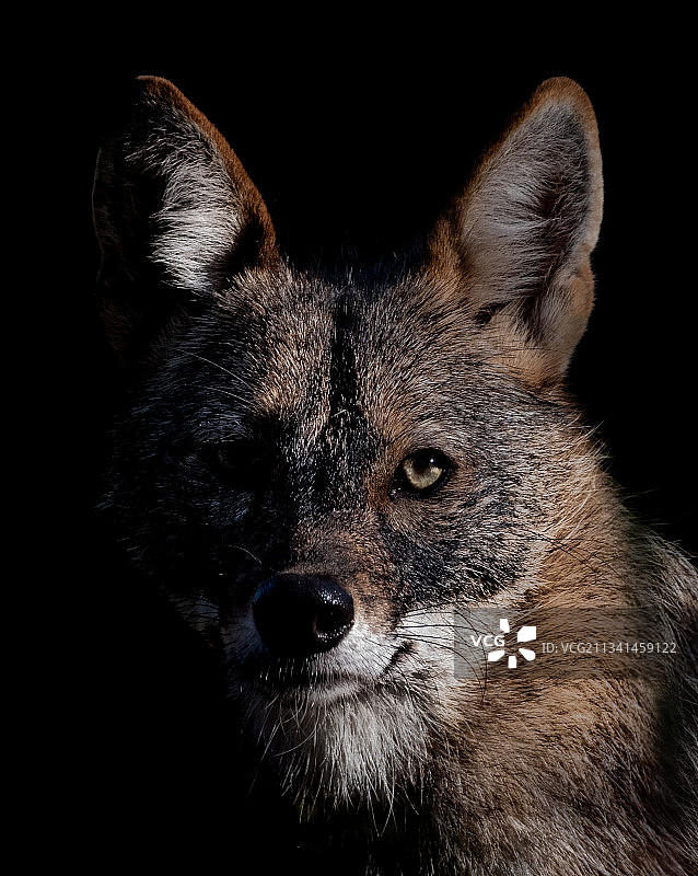 狼的特写肖像，黑色背景图片素材