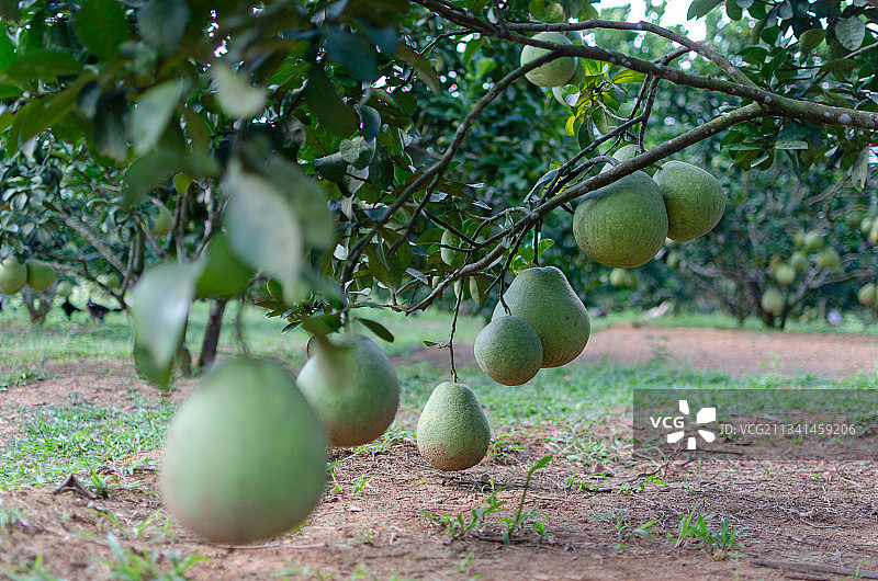 越南和平省树上的水果特写图片素材