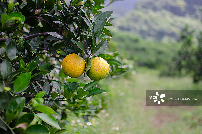 越南和平省树上的水果特写图片素材