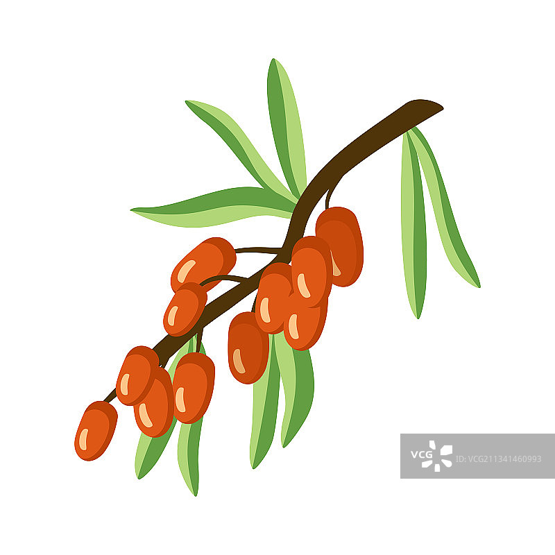 富含维生素C的沙棘图标图片素材