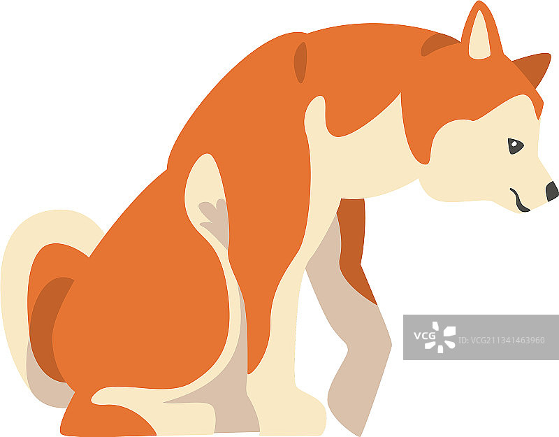 日本猎犬品种柴犬图片素材