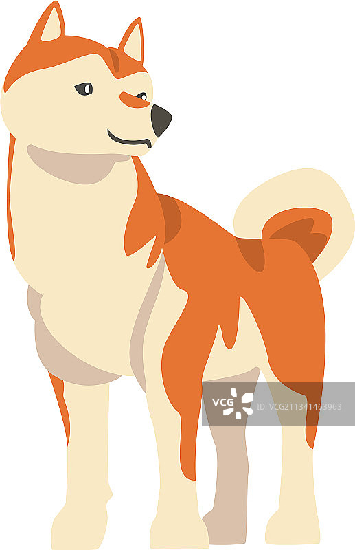 日本猎犬品种柴犬图片素材