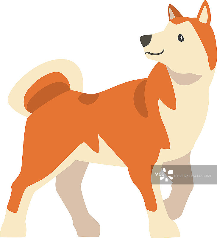 日本猎犬品种柴犬图片素材