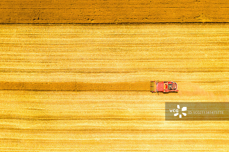 夏季河南黄河边麦田成熟联合收割机收获场景航拍正上方视角图片素材