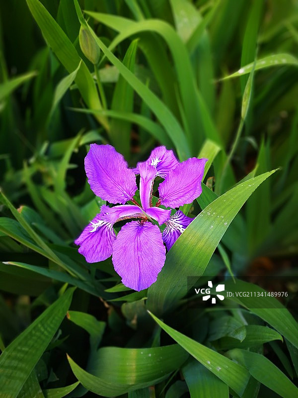 鸢尾图片素材