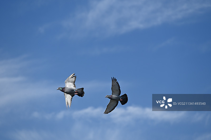 飞鸽 鸽子图片素材