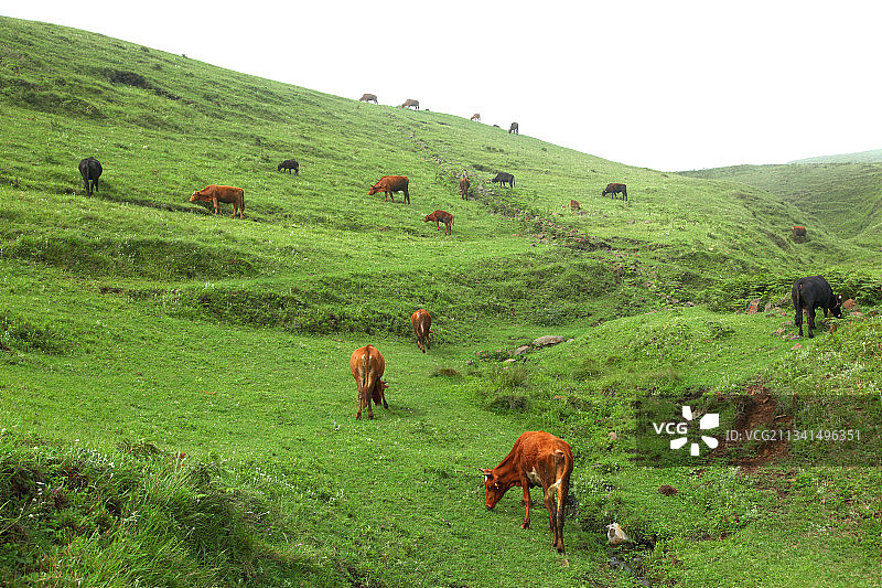 中国贵州中国凉都六盘水乌蒙大草原风光--动物主题--牛图片素材