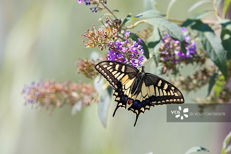 金凤蝶与醉鱼草图片素材