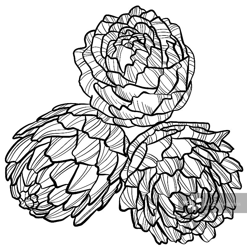 朝鲜蓟5图片素材