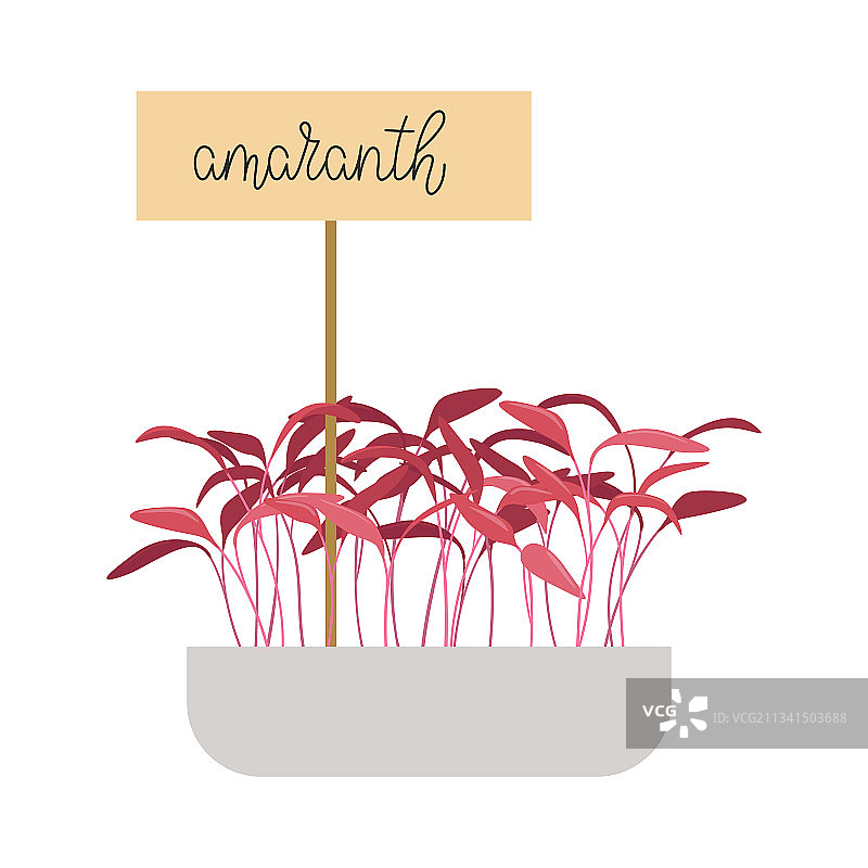 手绘苋菜苗健康食品图片素材