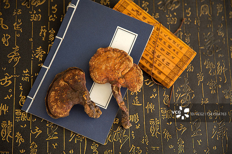 野生灵芝图片素材