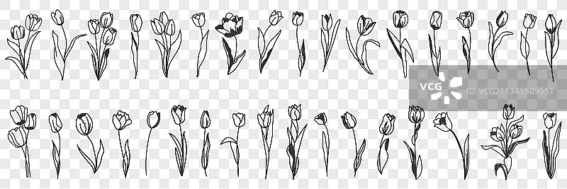 郁金香花卉装饰涂鸦套装图片素材