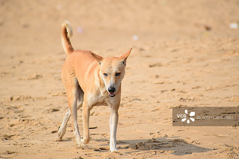 站在沙滩上的纯种狗肖像图片素材