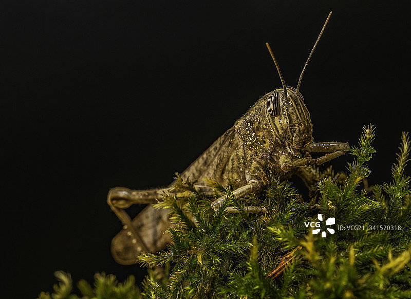 植物上的昆虫特写，背景是天空图片素材