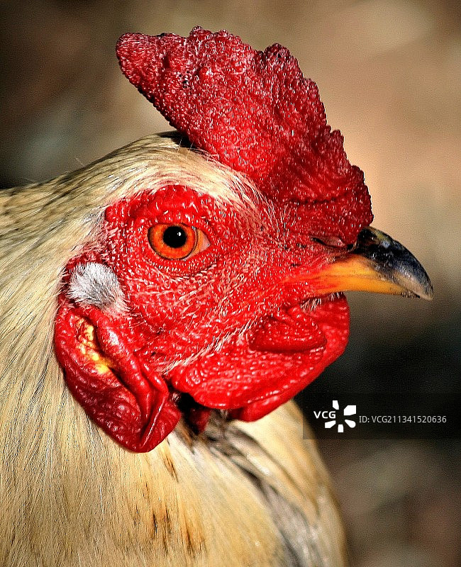 特写的公鸡图片素材