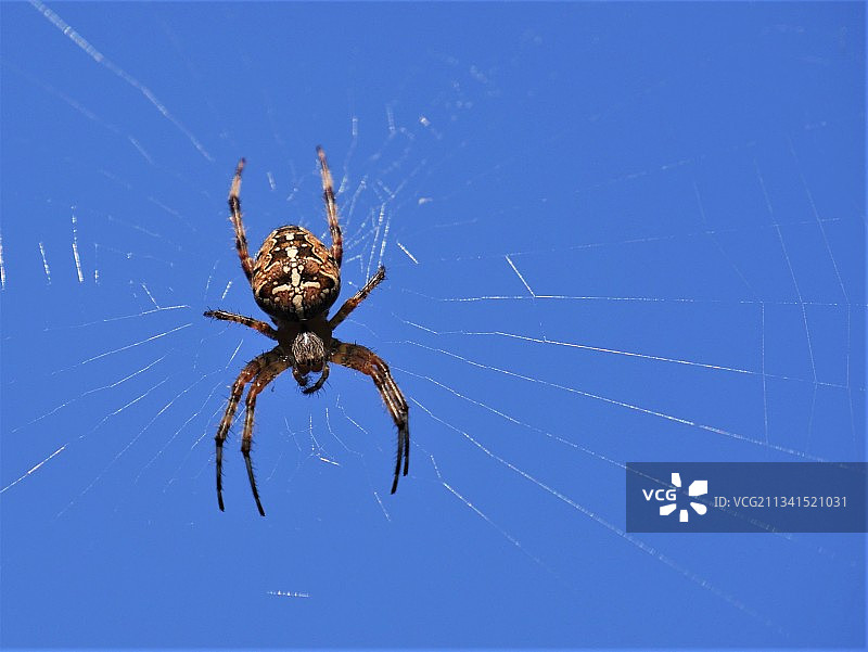 蜘蛛在网上的特写镜头图片素材