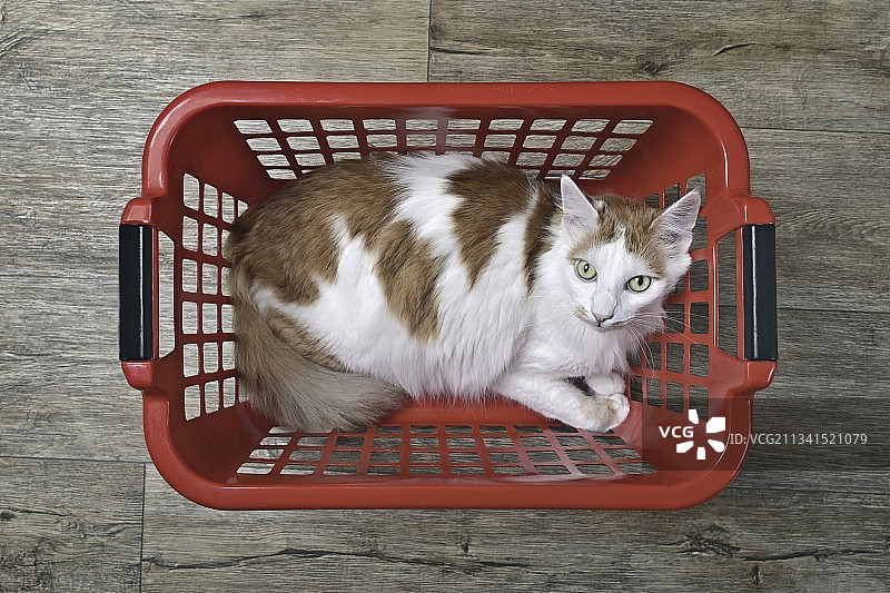 德国，篮子里的猫俯视图图片素材