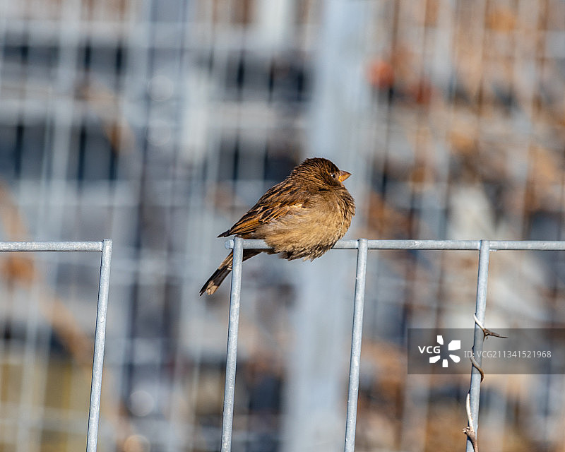 特写：鸣禽麻雀栖息在金属上图片素材