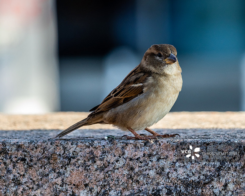 特写：麻雀栖息在挡土墙上图片素材