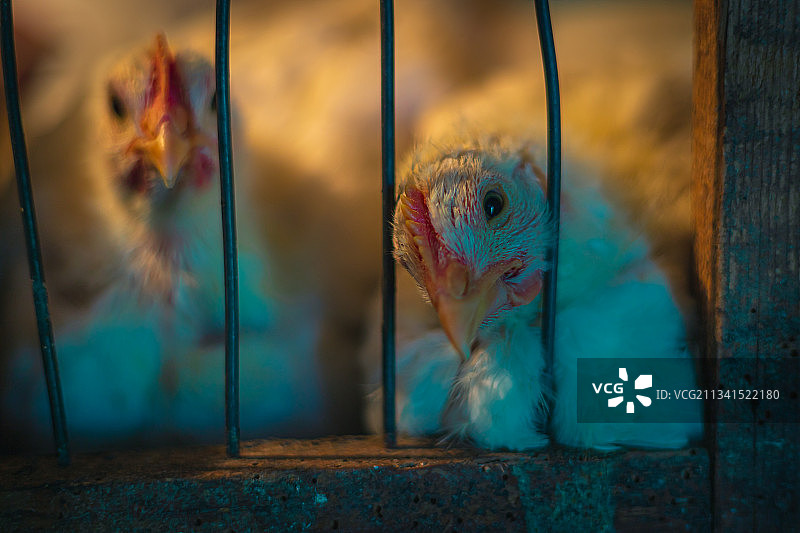 笼中鸟类特写图片素材
