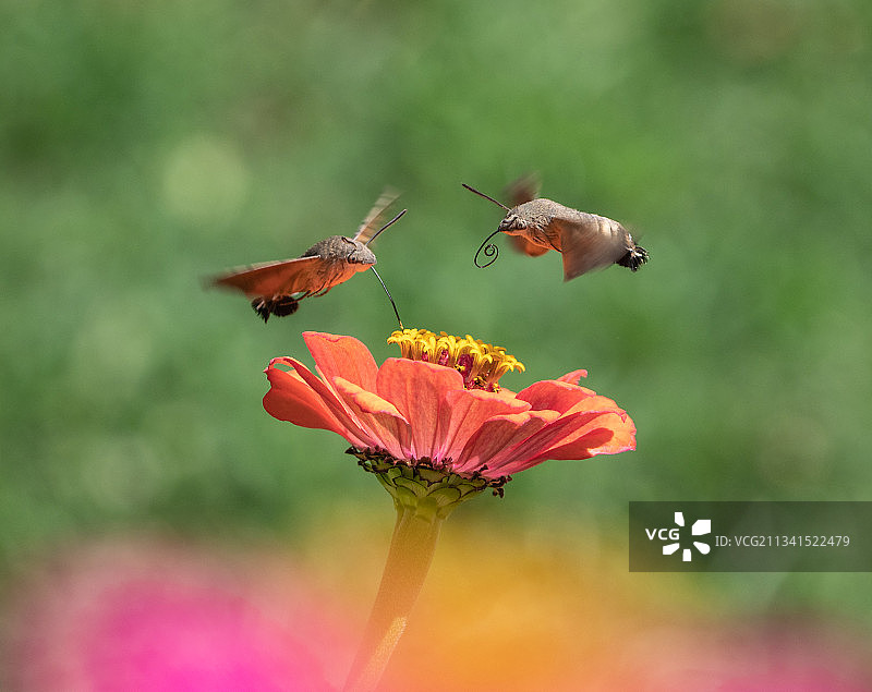 昆虫在红色花朵上授粉特写图片素材