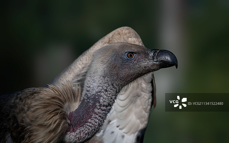 南非德霍普自然保护区兀鹫特写图片素材