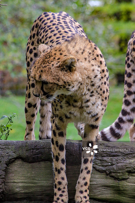 森林中树干上的豹子特写图片素材