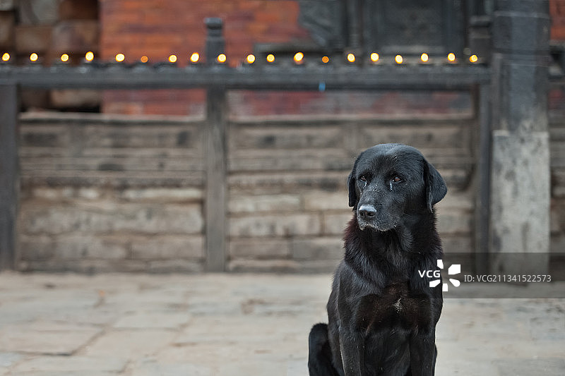 户外坐着的拉布拉多寻回犬肖像图片素材