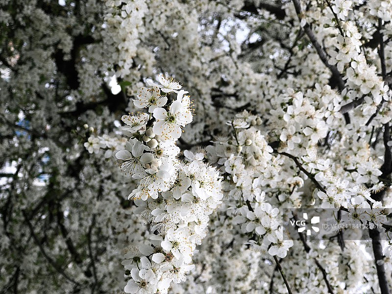 白色樱花树的特写图片素材