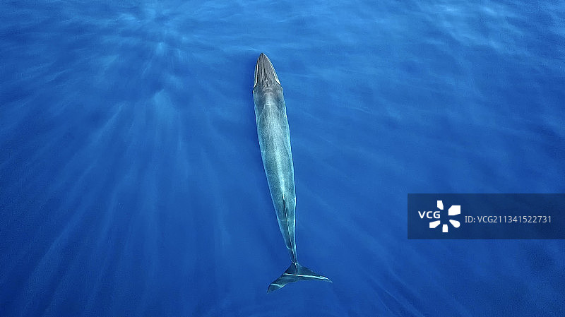 海中游泳的鱼（高角度）图片素材