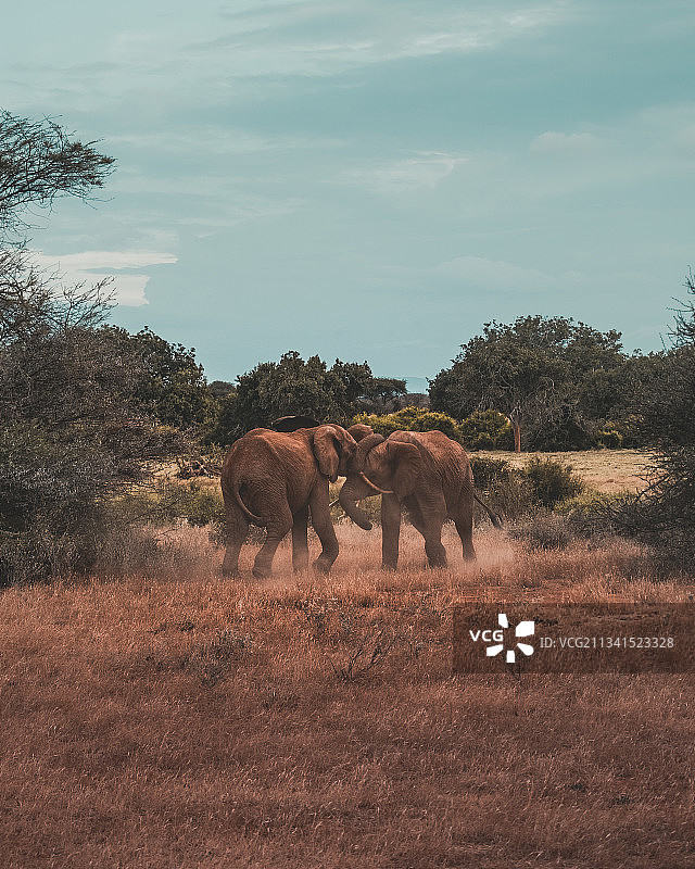 原野上行走的大象侧视图图片素材