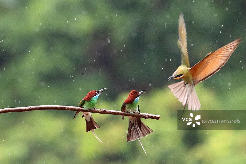 蓝喉蜂虎与栗喉蜂虎图片素材